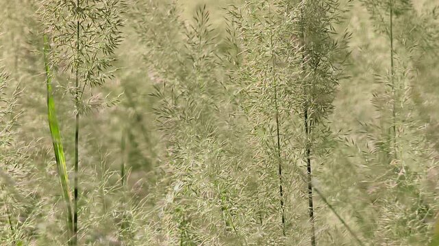 Ornamental reed grass texture in sunlight