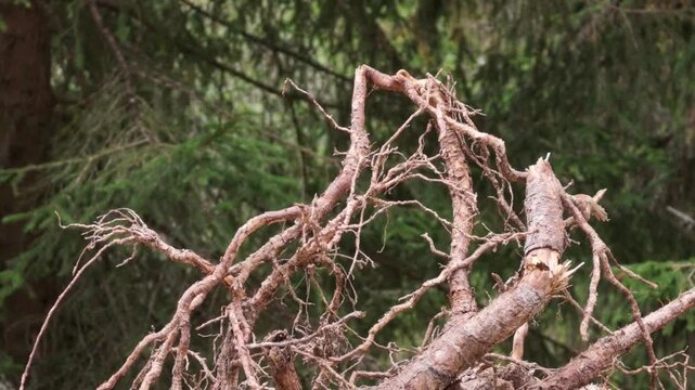  intricate network of exposed roots from a fallen tree in new forest england video
