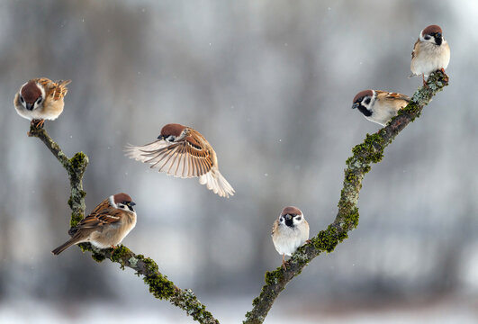 flock of sparrows perched on a mossy branch in a winter garden amidst falling snow