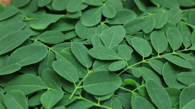 Harvested green moringa oleifera leaves