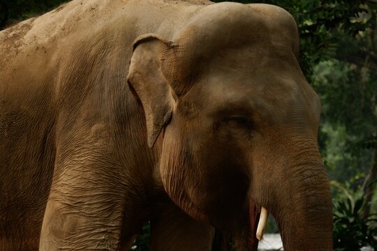Close-up of an Asian elephant head with small tusk and wrinkled skin texture against green tropical foliage
