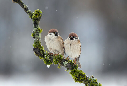 two sparrows sitting on a mossy branch in a winter garden