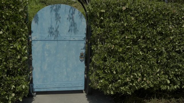 This video shows a smooth panning shot of a rustic blue wooden gate set between thick green hedges. Shadows of leaves dance on its surface, leading into a hidden garden on a sunlit day.