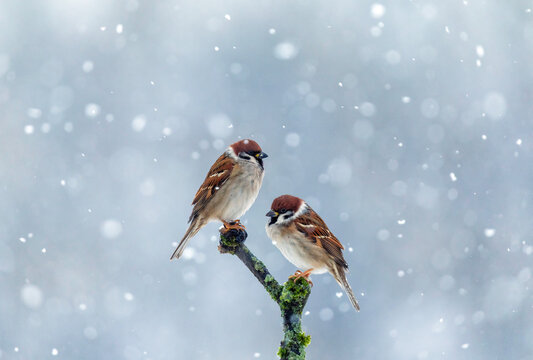 two sparrows sitting on a mossy branch in a winter garden amidst falling snow