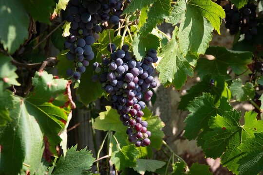 Belle grappe de raisin noir type muscat entour&eacute;e de feuillage