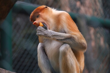 Proboscis monkey eating fruit while looking toward the camera, sitting in a zoo enclosure © Hafid