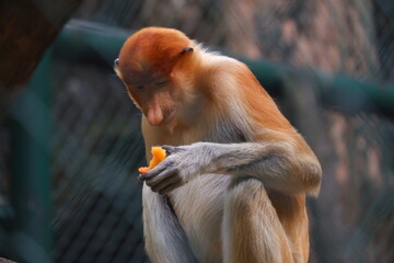 Proboscis monkey sitting and looking down at a piece of orange fruit held in its hand © Hafid