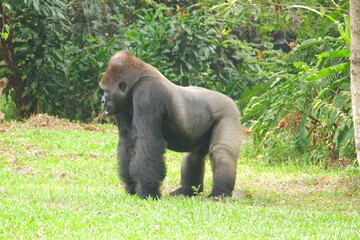 Western lowland gorilla silverback standing on all fours on green grass in side profile, tropical foliage behind © Hafid