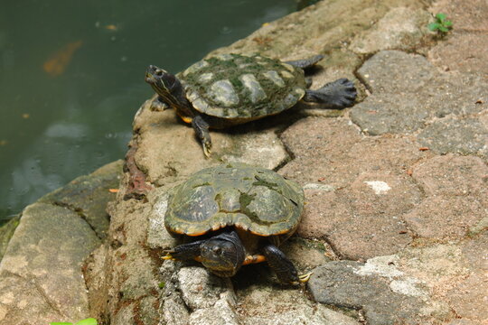 Two red-eared slider turtles basking on rocks at the edge of a pond