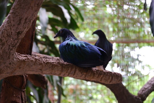 Nicobar pigeon with iridescent green and blue hackle feathers perched on a branch, a second bird blurred behind