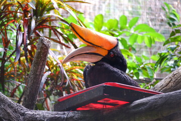 Rhinoceros hornbill with large orange casque and red eye perched among colorful tropical foliage © Hafid