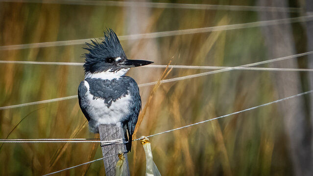 Male Kingfisher on a perch