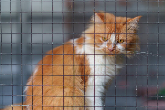 Close up of an orange and white long haired cat sitting behind a wire cage.