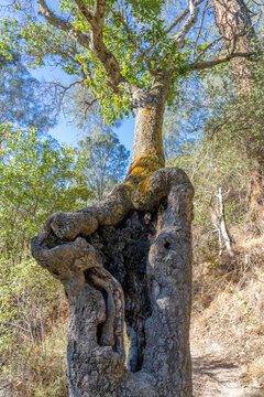 A Large Tree With a Gnarled Hole in the Trunk in Pinnacles National Forest