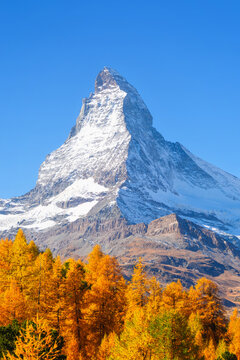Vertical photo. Matterhorn mountain peak rising above a colorful autumn forest in Zermatt, Switzerland. Alpine autumn landscape. Background, postcard, wallpaper.