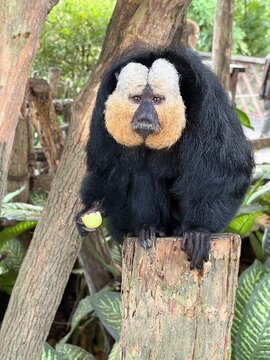 Affe in einem Zoo in Leipzig	
