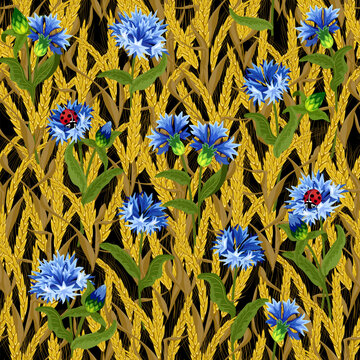 Blue cornflowers among the ears of grain in the field.Reticolo di vettore con un campo di fiordalisi e spighe di grano su sfondo nero.