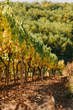 sunlit vineyard row with green and yellow grape leaves in early autumn, trunks and trellises casting long warm