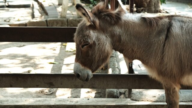 Small brown donkey standing behind a wooden fence at a farm