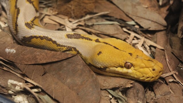 Yellow python snake slithering over dry autumn leaves close up