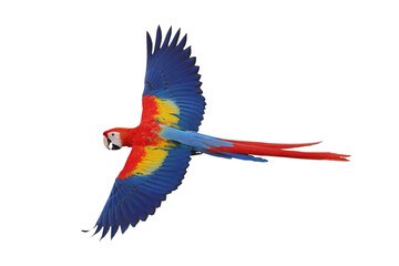 Colorful flying Scarlet Macaw parrot isolated on transparent background png file © Passakorn
