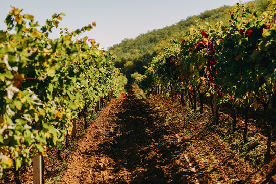 sunlit vineyard rows stretching toward wooded hillside under pale sky, ripening grapevines with green and red
