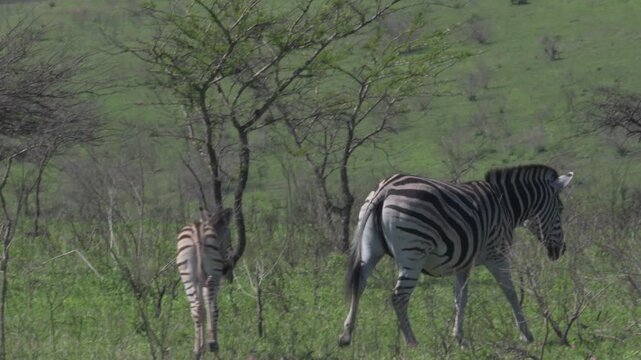 female plains zebra mare standing and walking across an open grassy hillside dotted with acacia bushes as her small striped foal follows closely behind under daytime light