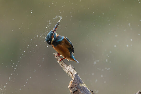 Common European Kingfisher Alcedo atthis perching on a branch somewhere in Central France