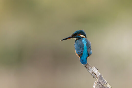Common European Kingfisher Alcedo atthis perching on a branch somewhere in Central France