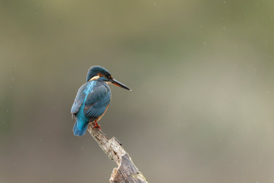 Common European Kingfisher Alcedo atthis perching on a branch somewhere in Central France