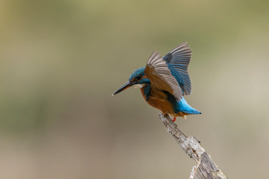 Common European Kingfisher Alcedo atthis perching on a branch somewhere in Central France