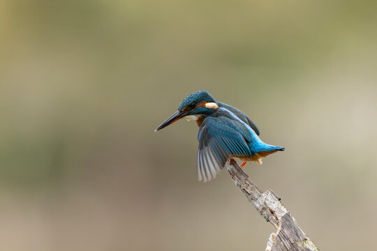 Common European Kingfisher Alcedo atthis perching on a branch somewhere in Central France