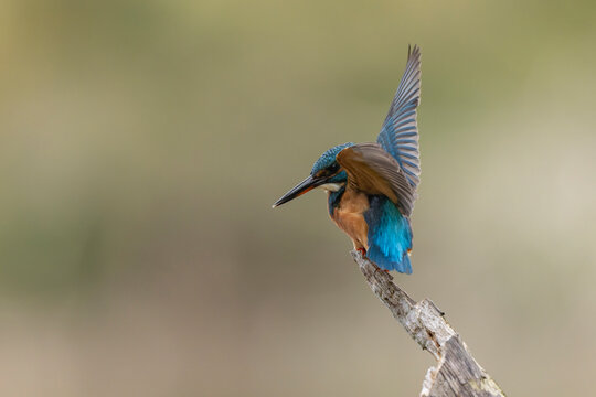 Common European Kingfisher Alcedo atthis perching on a branch somewhere in Central France