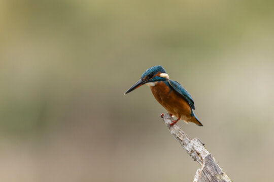 Common European Kingfisher Alcedo atthis perching on a branch somewhere in Central France