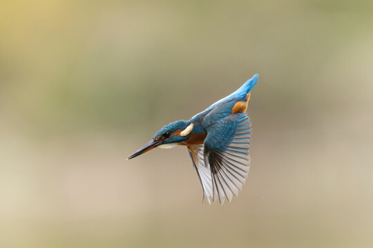 Common European Kingfisher Alcedo atthis perching on a branch somewhere in Central France