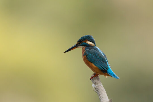 Common European Kingfisher Alcedo atthis perching on a branch somewhere in Central France
