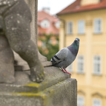 einzelne Taube neben einer Skulptur auf der historischen Karlsbr&uuml;cke in Prag in der Tschechischen Republik