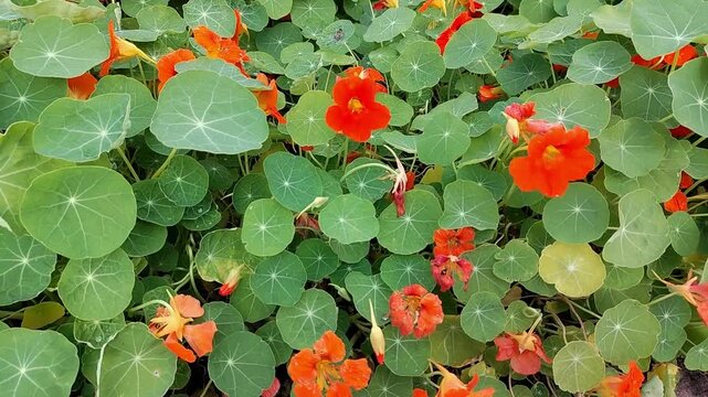 Orange nasturtium flowers and round leaves filling a lush garden bed in close view