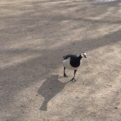Barnacle goose walking on gravel path with long shadow © Michael Persson