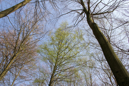 Looking up through tall beech trees with fresh green buds in spr