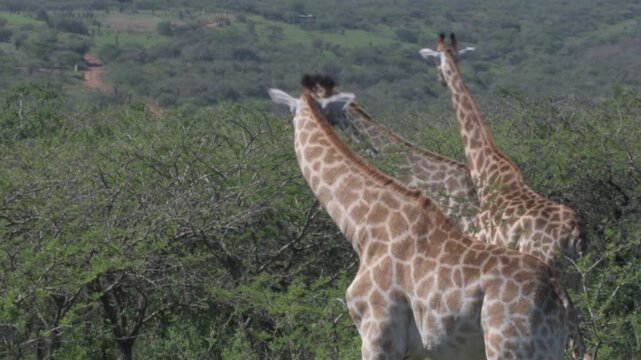 elevated view of wild south african giraffes walking and navigating through lush green acacia trees with rolling wooded hills in the background during daylight