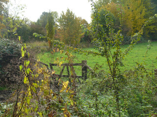 Herbstwiese © JS