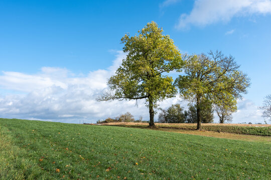 Fraxinus excelsior Gemeine Esche Habitus in Herbstf&auml;rbung