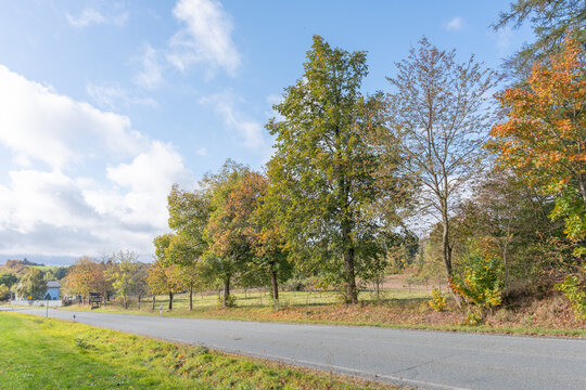 Tilia platyphyllos Habitus an einer Landstra&szlig;e in Th&uuml;ringen