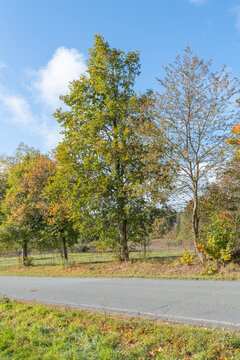 Tilia platyphyllos Habitus an einer Landstra&szlig;e in Th&uuml;ringen