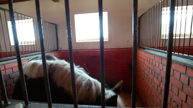 Piebald pony behind metal stable bars. Handheld view inside brick barn stall.