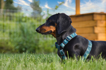 Adorable dachshund standing on green grass on a summer day, surrounded by nature. © jarizPJ