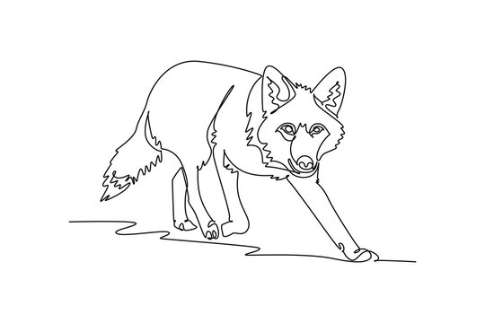 Continuous one line drawing wild coyote or wolf prowling stealthily forward, showing its pointed ears, keen gaze, bushy coat, focused stalking gait. Single line draw design vector graphic illustration