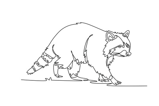 Single continuous line drawing wild raccoon prowling forward on all four paws, showcasing its iconic banded tail, masked face, thick fur coat. Dynamic one line draw graphic design vector illustration
