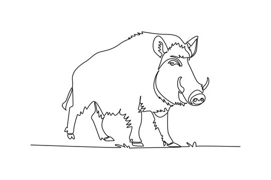 Continuous one line drawing wild boar standing firmly on the forest floor. Robust body, prominent curved tusks, pointed snout, and bristly fur coat. Single line draw design vector graphic illustration